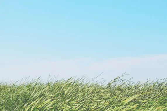 Casino Ted Bingo Soporte